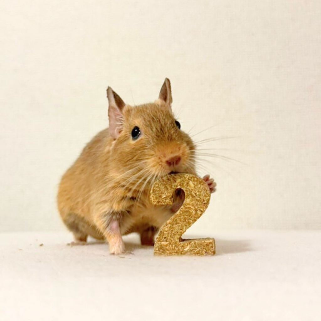 えん麦のカスタムクッキー【小動物用オーツ麦100%おやつ】