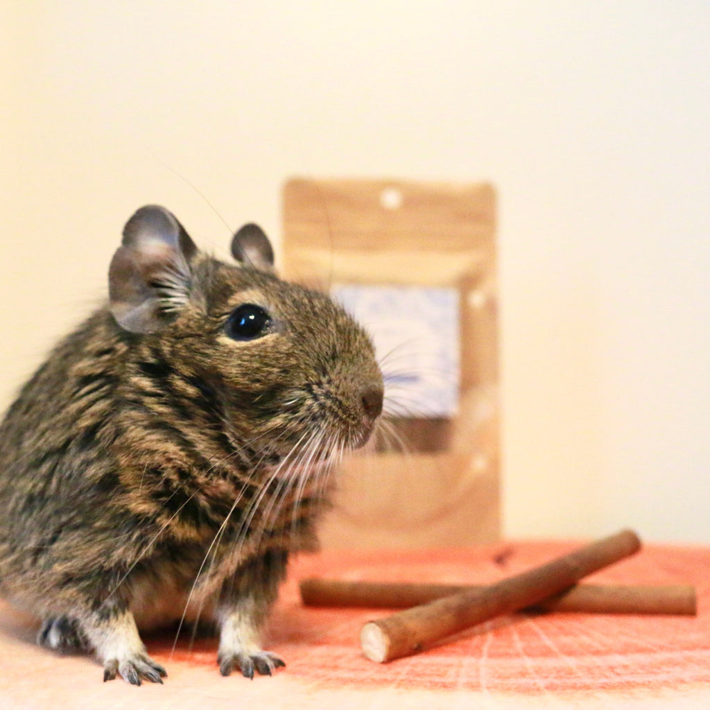 足柄産100%　香るブルーベリーのかじり木＜お得セット30g×3袋＞